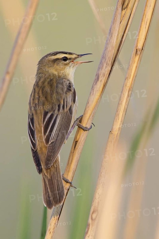 Reed Warbler, (Acrocephalus schoenobaenus) Animals, Birds, Songbirds, Reed Warbler family, Lake Neusiedl, Burgenland, Austria