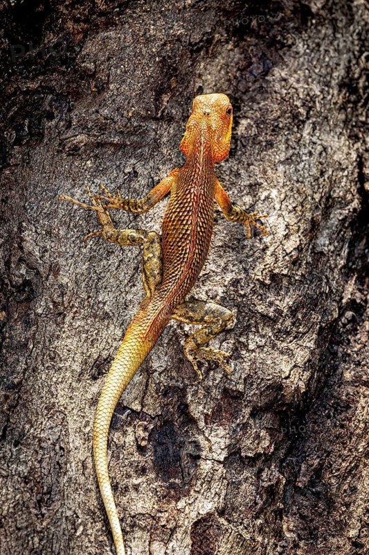 Orange-brown lizard climbing on a tree trunk, well camouflaged in the natural environment, Indian garden lizard near Sigiriya in Sri Lanka (Calotes versicolor)