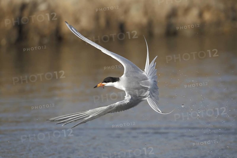 Forster's Tern (Sterna forsteri) flying, California, USA