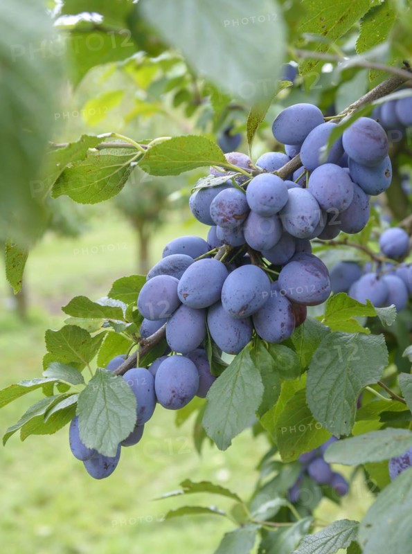 Plum (Prunus domestica CACAKS FRUCHTBARE), Bundessortenamt, Prüfstelle Marquardt, Marquardt, Brandenburg, Germany