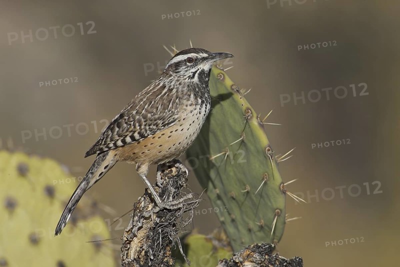 Cactus Wren (Campylorhynchus brunneicapillus), New Mexico, USA