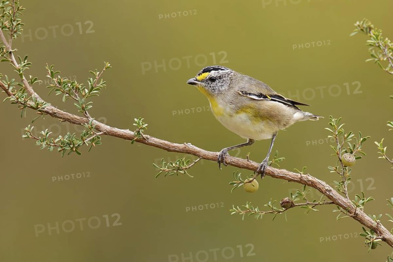 Striated Pardalote (Pardalotus striatus) female, Victoria, Australia