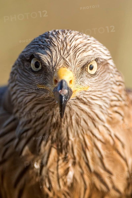 Black Kite (Milvus migrans), Madrid, Spain