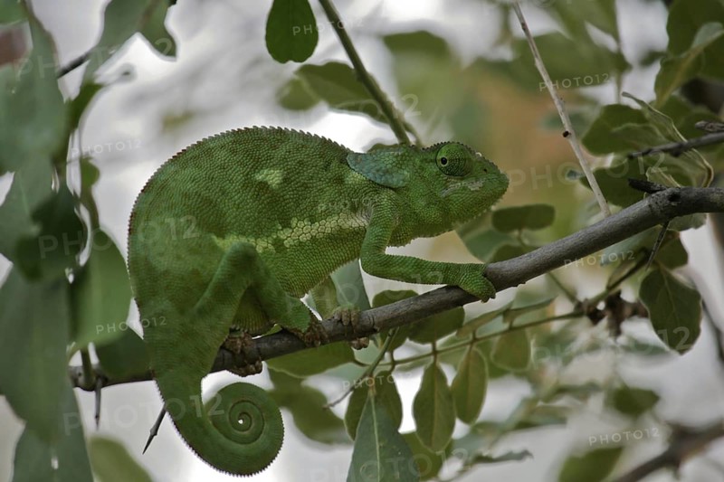 Lappen-Chamäleon (Chamaeleo dilepis) sitzt bewegungslos auf einem Zweig, Serengeti; Tansania