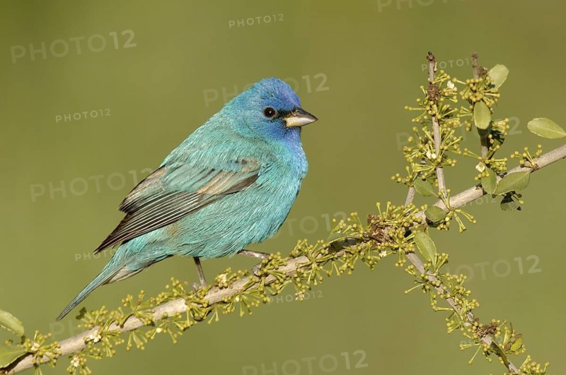 Indigo Bunting (Passerina cyanea) male, Texas, USA