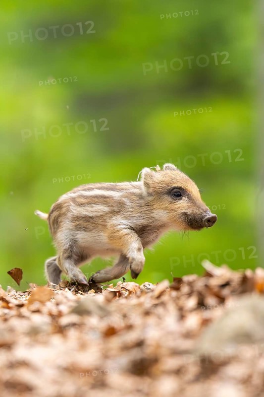 Wild boar (Sus scrofa) piglet running in a forest, Bavaria, Germany