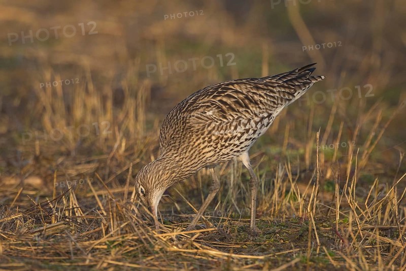 Eurasian Curlew (Numenius arquata) foraging, North Rhine-Westpalia, Germany