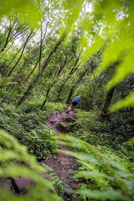 Tourist hiking through pristine mountain forest, Ukhahlamba-Drakensberg Park, KwaZulu-Natal, Drakensberg Mountains, South Africa