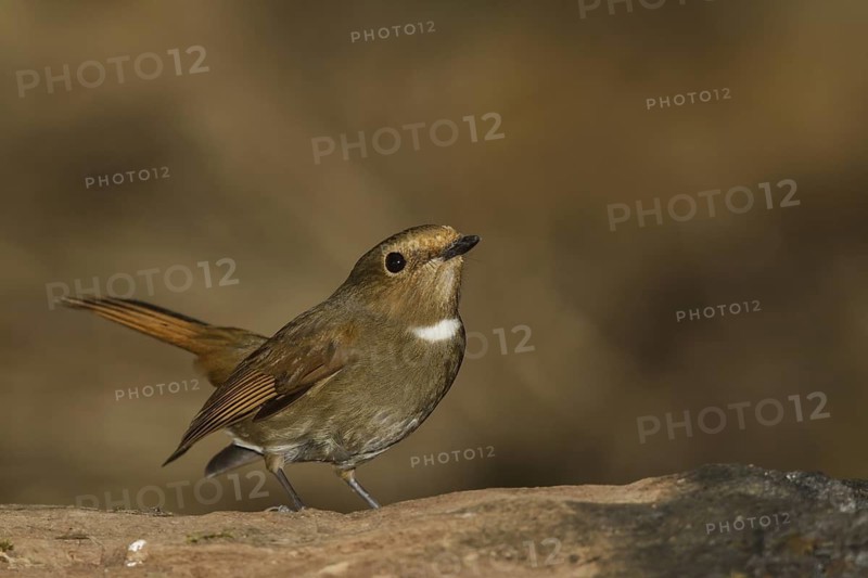 Rufous-bellied Niltava (Niltava sundara) female, Doi Lang, Thailand