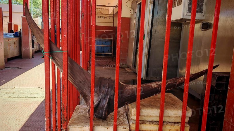 Giant fin, caudal fin of bluefin tuna (thunnus thynnus) behind a red railing in an industrial interior with refrigeration facilities, Mindelo fish market, Mindelo, Sao Vicente, Cabo Verde, Cape Verde, Cape Verde Islands