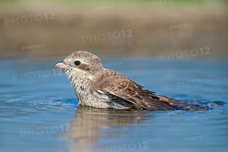 Red-backed Shrike (Lanius collurio) juvenile bathing, Aosta Valley, Italy
