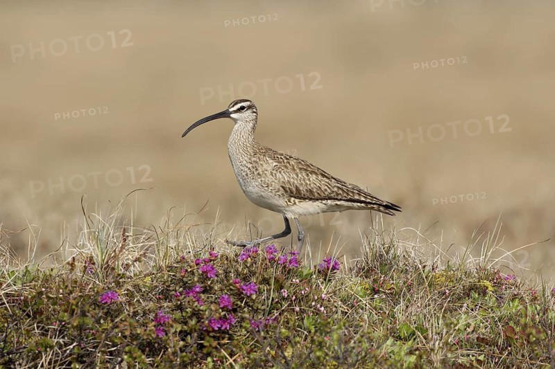 Whimbrel (Numenius phaeopus), Manitoba, Canada