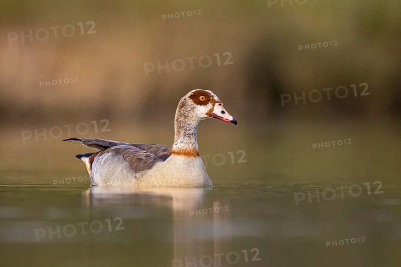 Egyptian Goose (Alopochen aegyptiaca) female, North Rhine-Westphalia, Germany