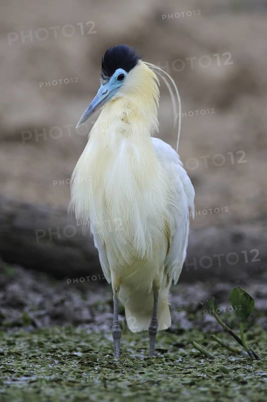 Capped Heron (Pilherodius pileatus), Pantanal, Brazil