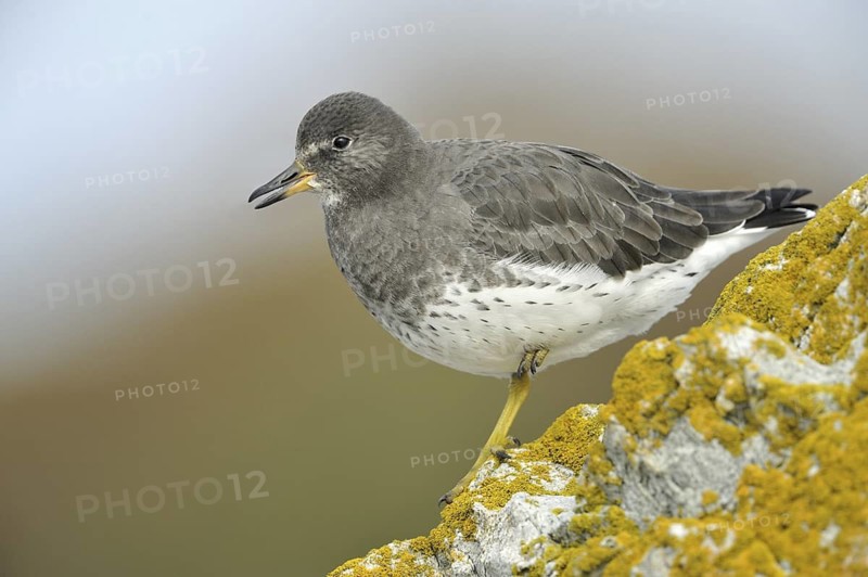 Surfbird (Calidris virgata), British Columbia, Canada