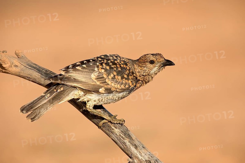 Spotted Bowerbird (Chlamydera maculata) perched on a branch, Queensland, Australia