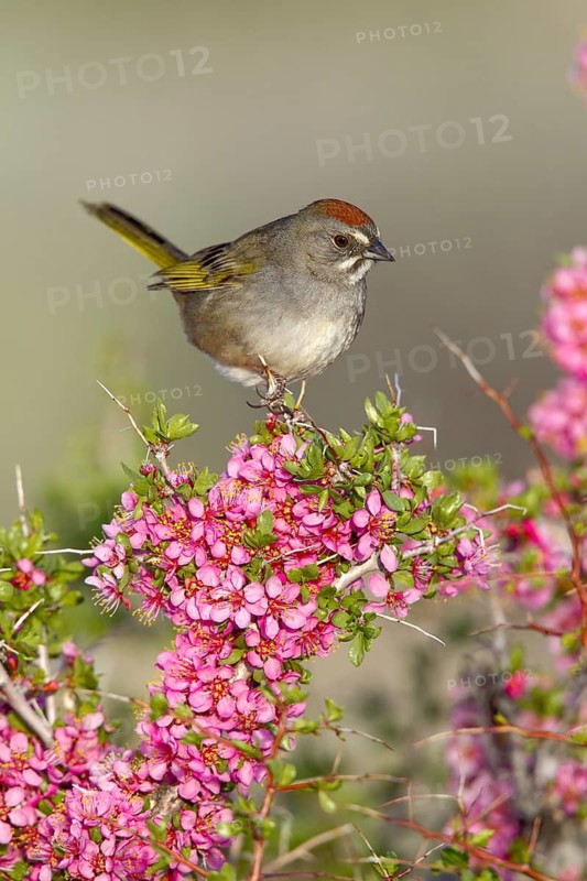 Green-tailed Towhee Pipilo chlorurus Mono Lake, California, United States 14 May Adult Emberizidae