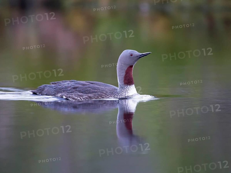 Red-throated Loon (Gavia stellata), Sweden