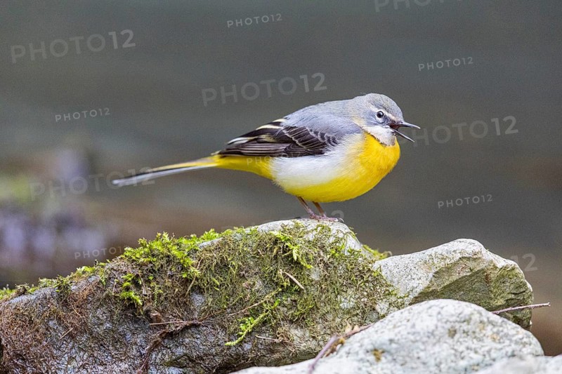 Grey wagtail (Motacilla cinerea) Germany