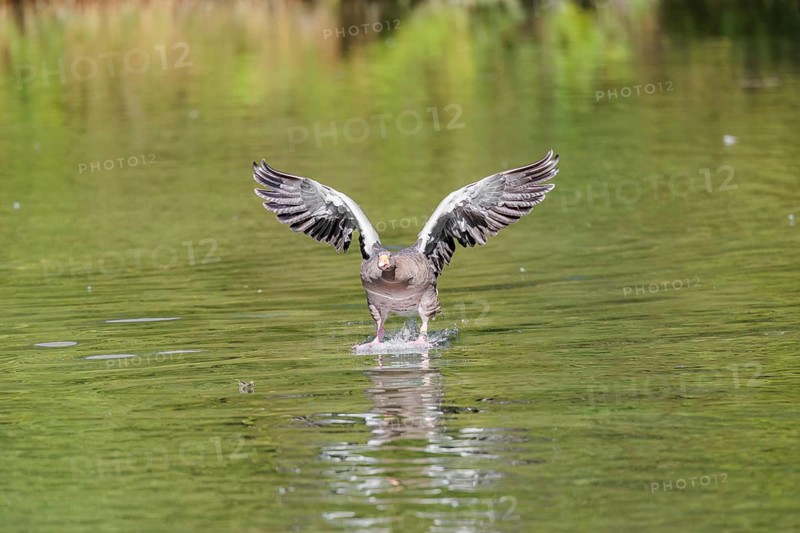 An adult greylag goose (Anser anser) lands on a lake on a sunny day. Bavaria, Germany