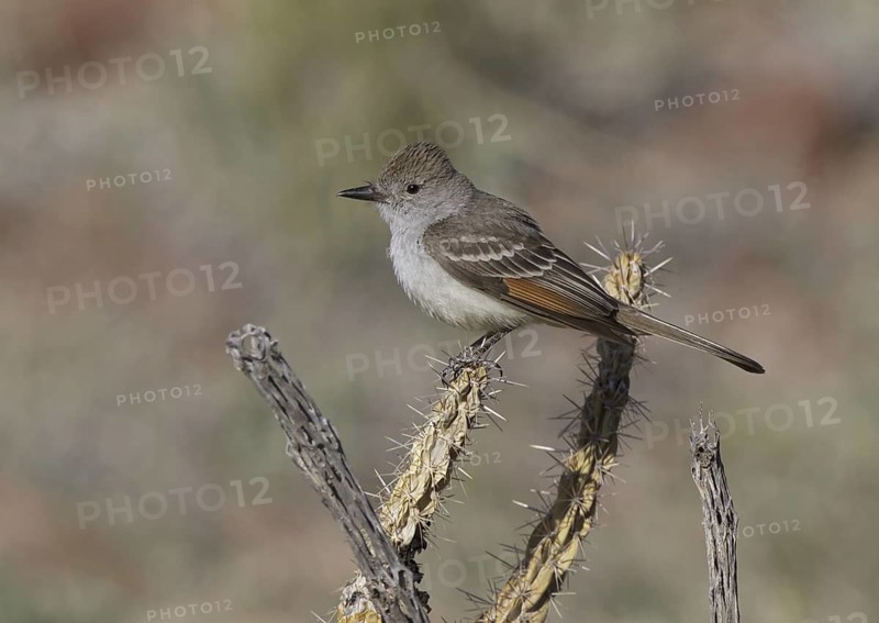 Ash-throated Flycatcher (Myiarchus cinerascens), New Mexico, USA