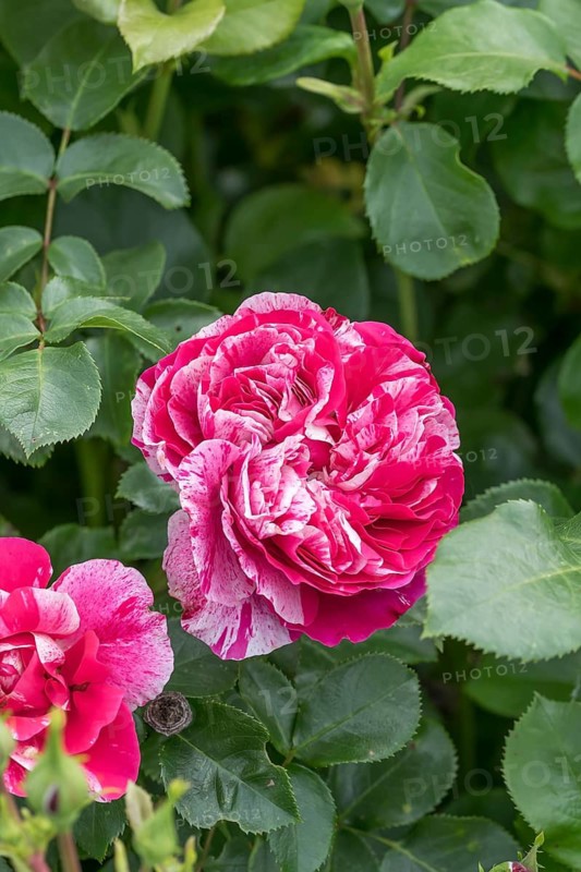 Shrub rose (Rosa COLIBRI), Germany