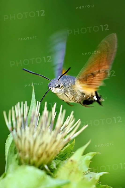 Dove's tail (Macroglossum stellatarum), flies on the flower of cabbage thistle (Cirsium oleraceum), Meienberg, Canton Aargau, Switzerland
