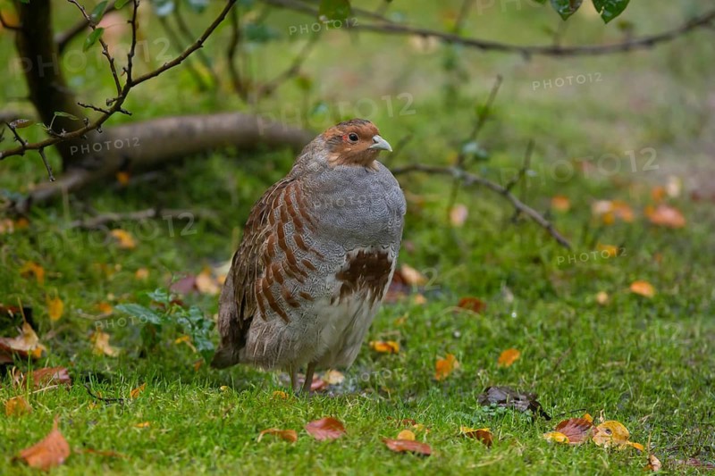 Grey Partridge (Perdix perdix), Bavaria, Germany