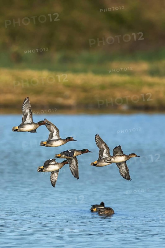 Eurasian Teal, Anas crecca, birds in flight over winter marshes