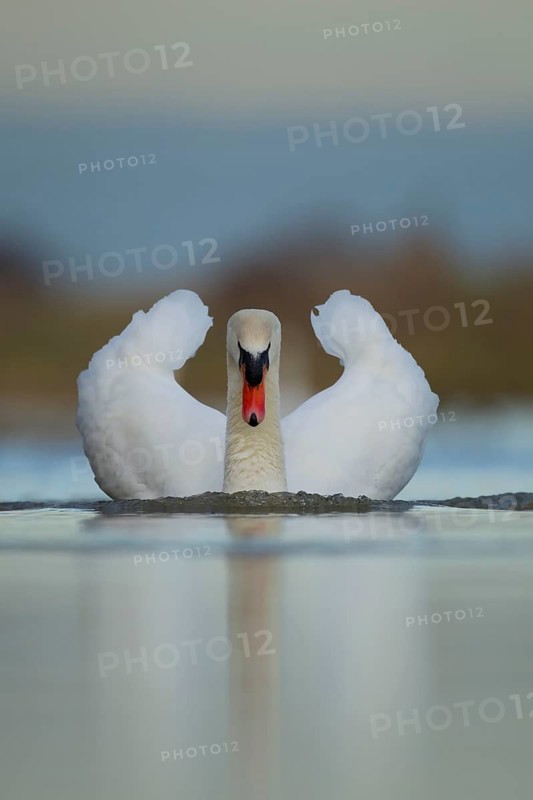 Mute swan (Cygnus olor) adult male bird in threatening pose on water of a lake, England, United Kingdom