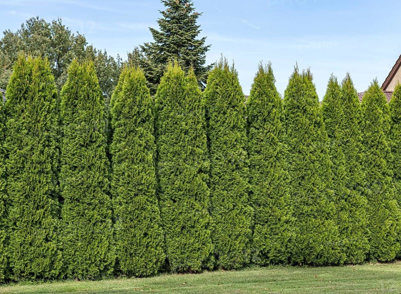 Emerald arborvitae (Thuja occidentalis 'Smaragd'), viewing garden, University of Applied Sciences W, Germany