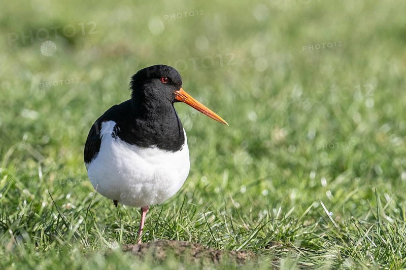 Oystercatcher (Haematopus ostralegus), Emsland, Lower Saxony, Germany