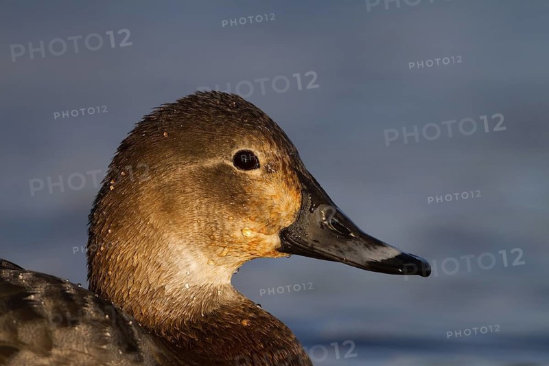 Common Pochard (Aythya ferina) female, Bavaria, Germany