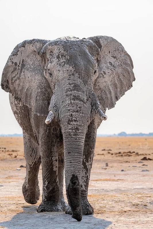 African elephant (Loxodonta africana), African savannah, Nxai Pan National Park, Botswana Botswana