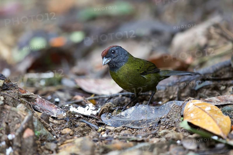 Olive Finch (Arremon castaneiceps) perched on the ground, Risaralda, Colombia