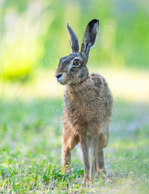 European hare (Lepus europaeus) standing on a dirt track and looking attentively, wildlife, Thuringia, Germany