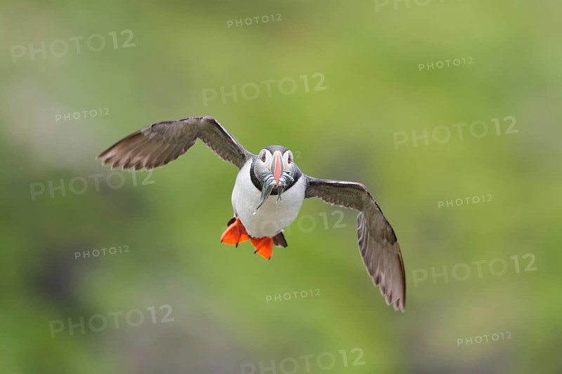 Atlantic Puffin (Fratercula arctica) flying with sandeels in beak, Iceland