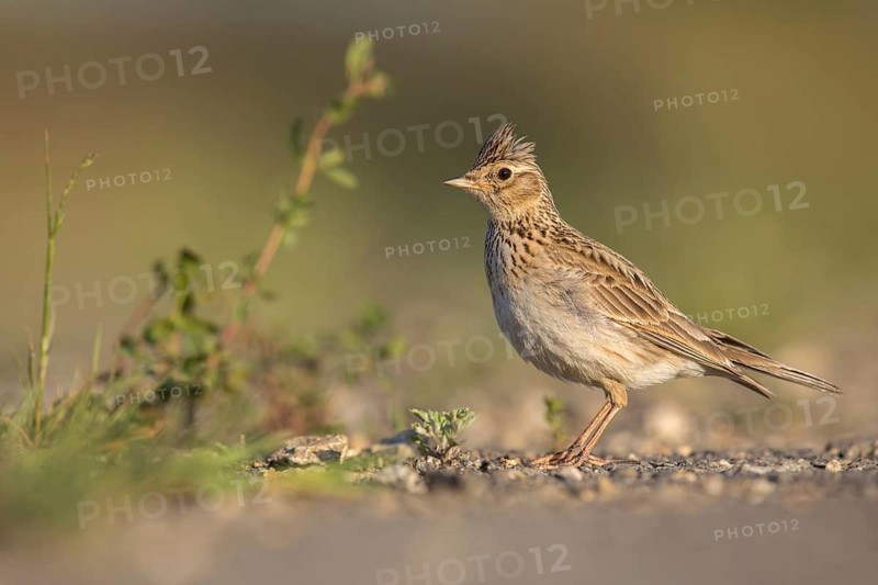 Eurasian Skylark (Alauda arvensis) male perched on the ground, Poland