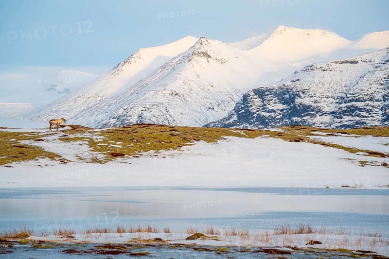 A serene winter scene in Iceland, featuring majestic snow-covered mountains and a reindeer standing gracefully by a frozen lake, capturing the essence of tranquility