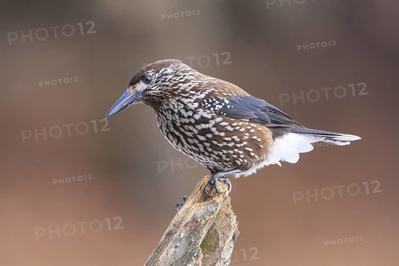 Spotted Nutcracker (Nucifraga caryocatactes), Carinthia, Austria