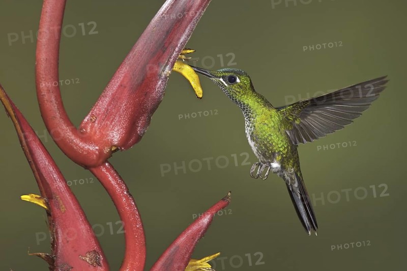 Green-crowned Brilliant (Heliodoxa jacula), Ecuador