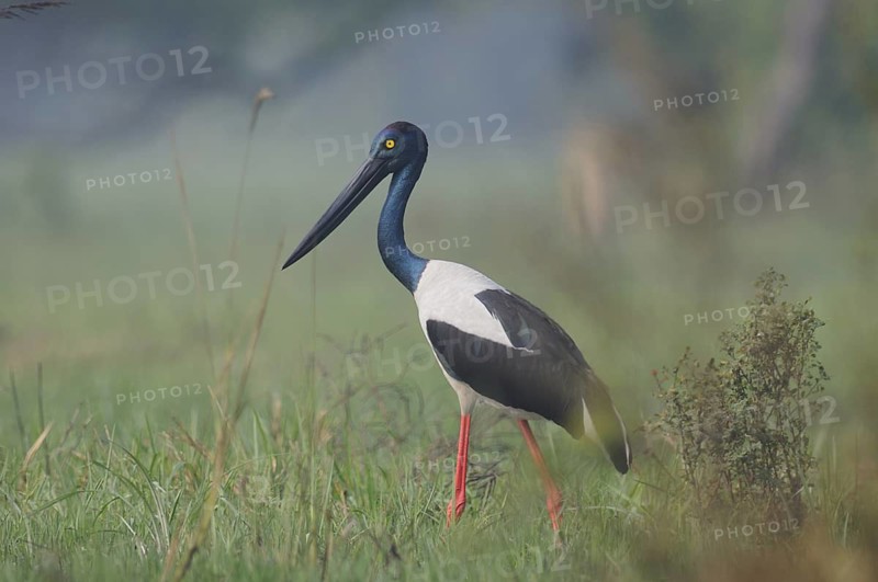 Black-necked Stork (Ephippiorhynchus asiaticus), India