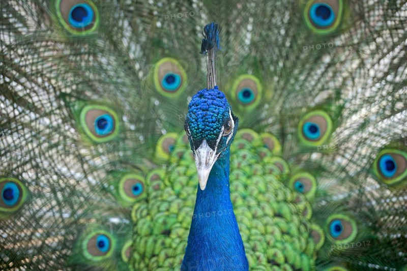 Portrait of a peacock, colorful tail spread in the background. Poznan, Swarzedz, Poland
