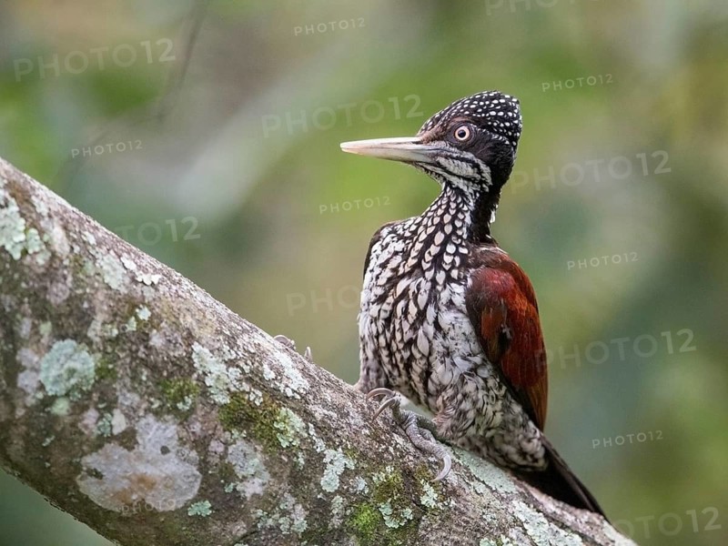 Greater Flameback (Chrysocolaptes guttacristatus) female, Sri Lanka