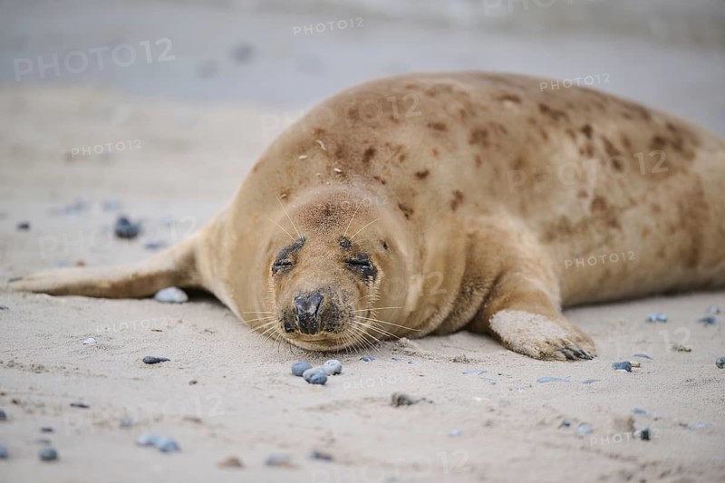 Grey seal (Halichoerus grypus) lying on the beach, Düne, Helgoland, Schleswig-Holstein, Germany