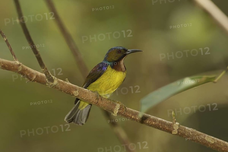 Brown-throated Sunbird (Anthreptes malacensis) male, Singapore