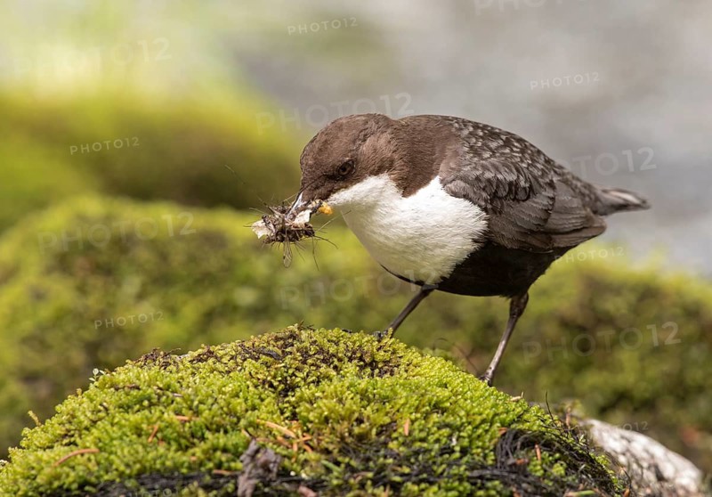 White-throated Dipper (Cinclus cinclus cinclus) with insects in its beak, Dalarna, Sweden