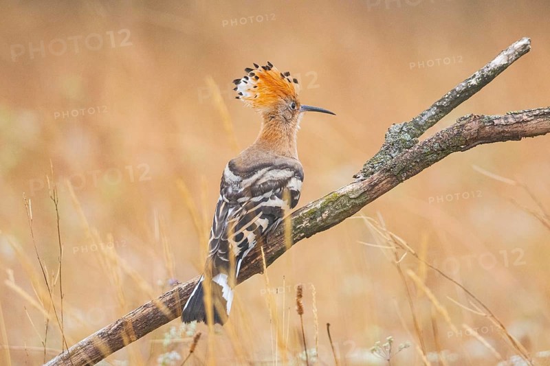 Hoopoe (Upupa epopa) Hungary