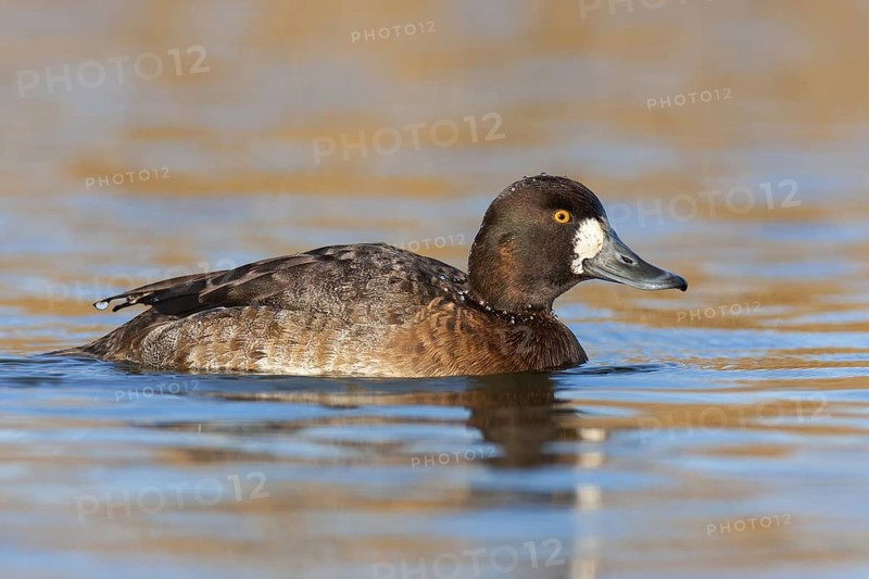 Lesser Scaup (Aythya affinis), British Columbia, Canada