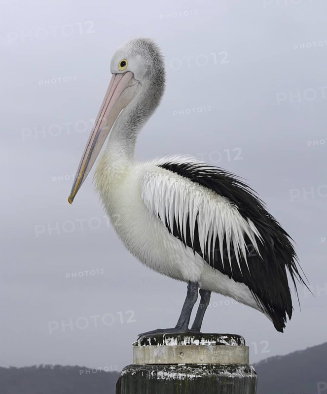 Australian Pelican (Pelecanus conspicillatus), New South Wales, Australia
